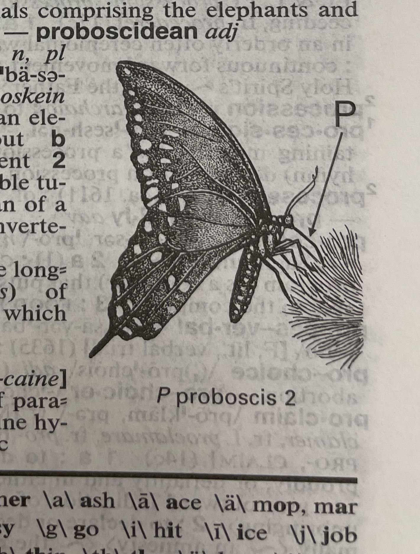 Dictionary illustration