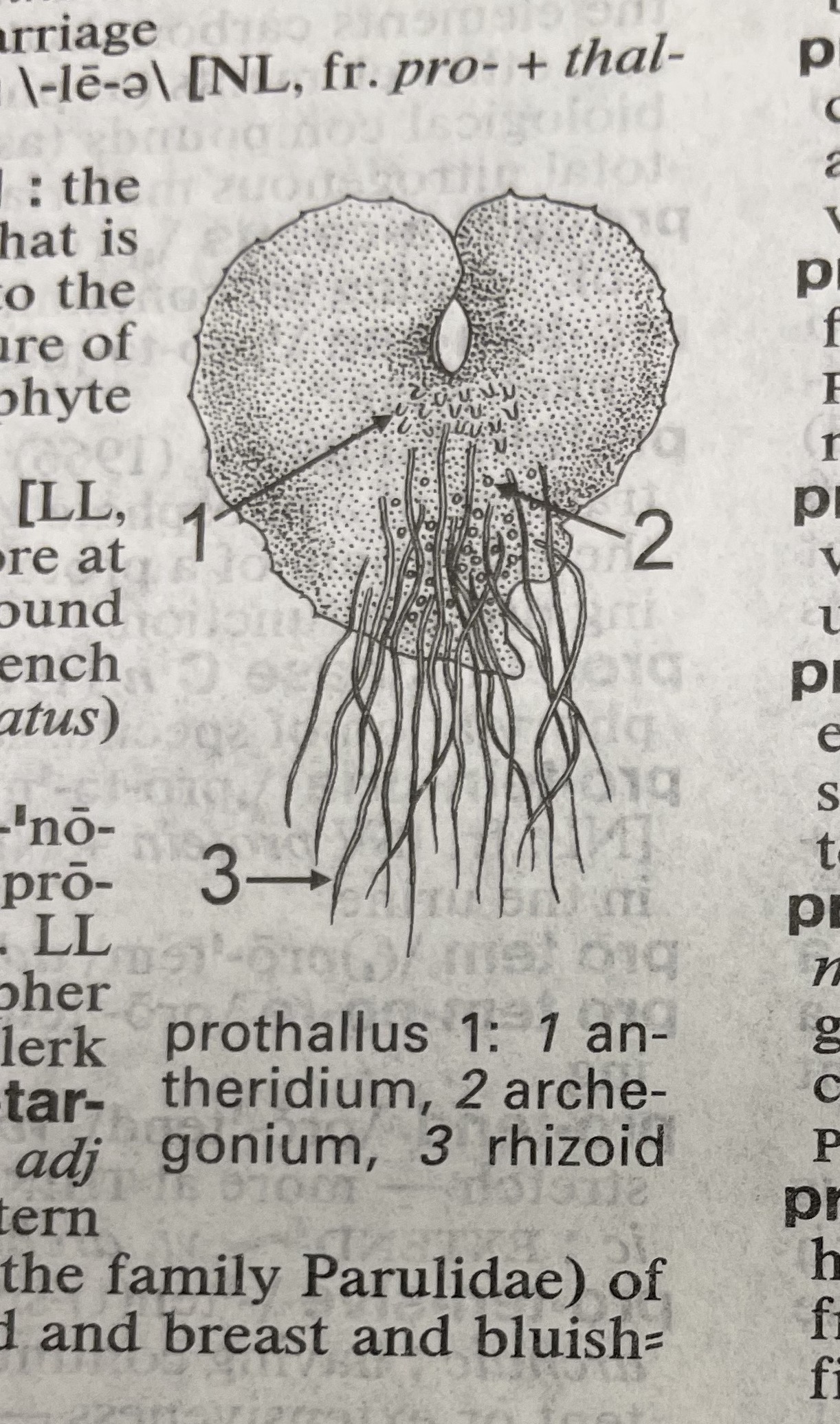 Dictionary illustration
