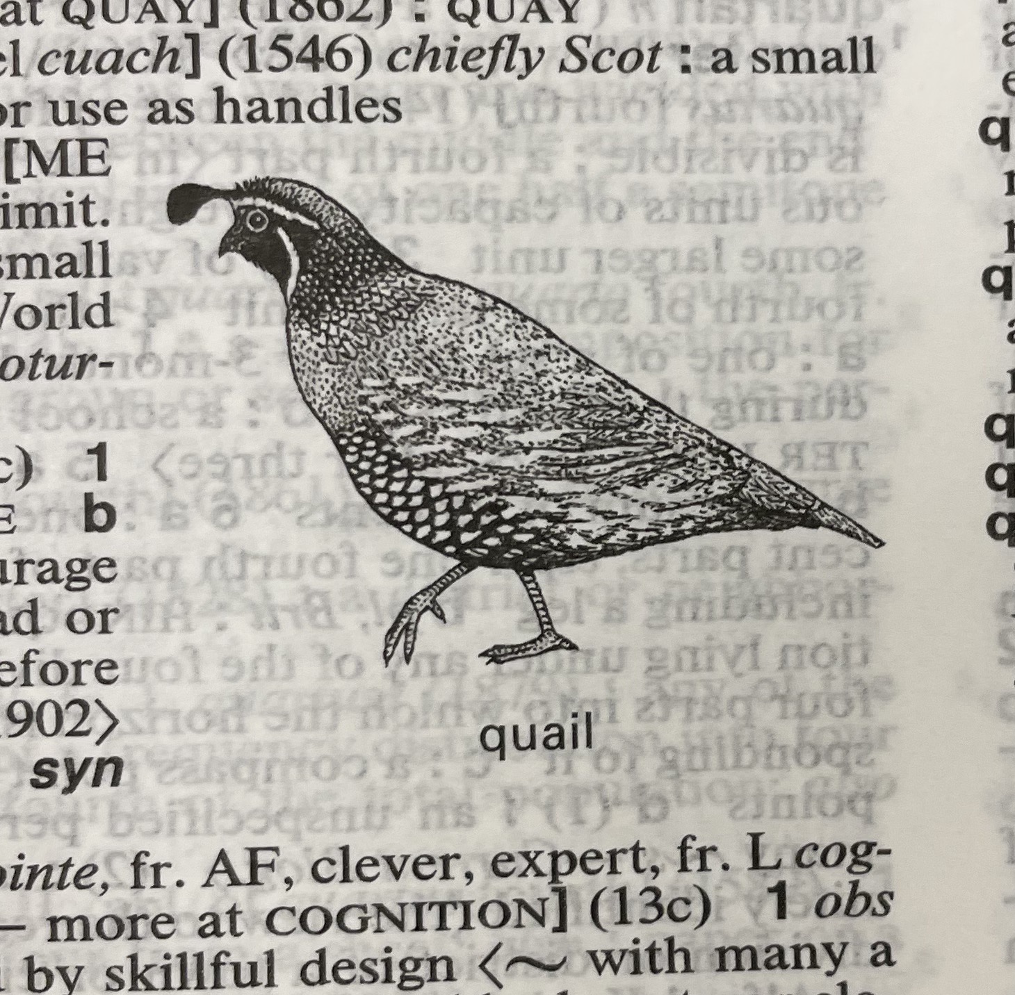 Dictionary illustration