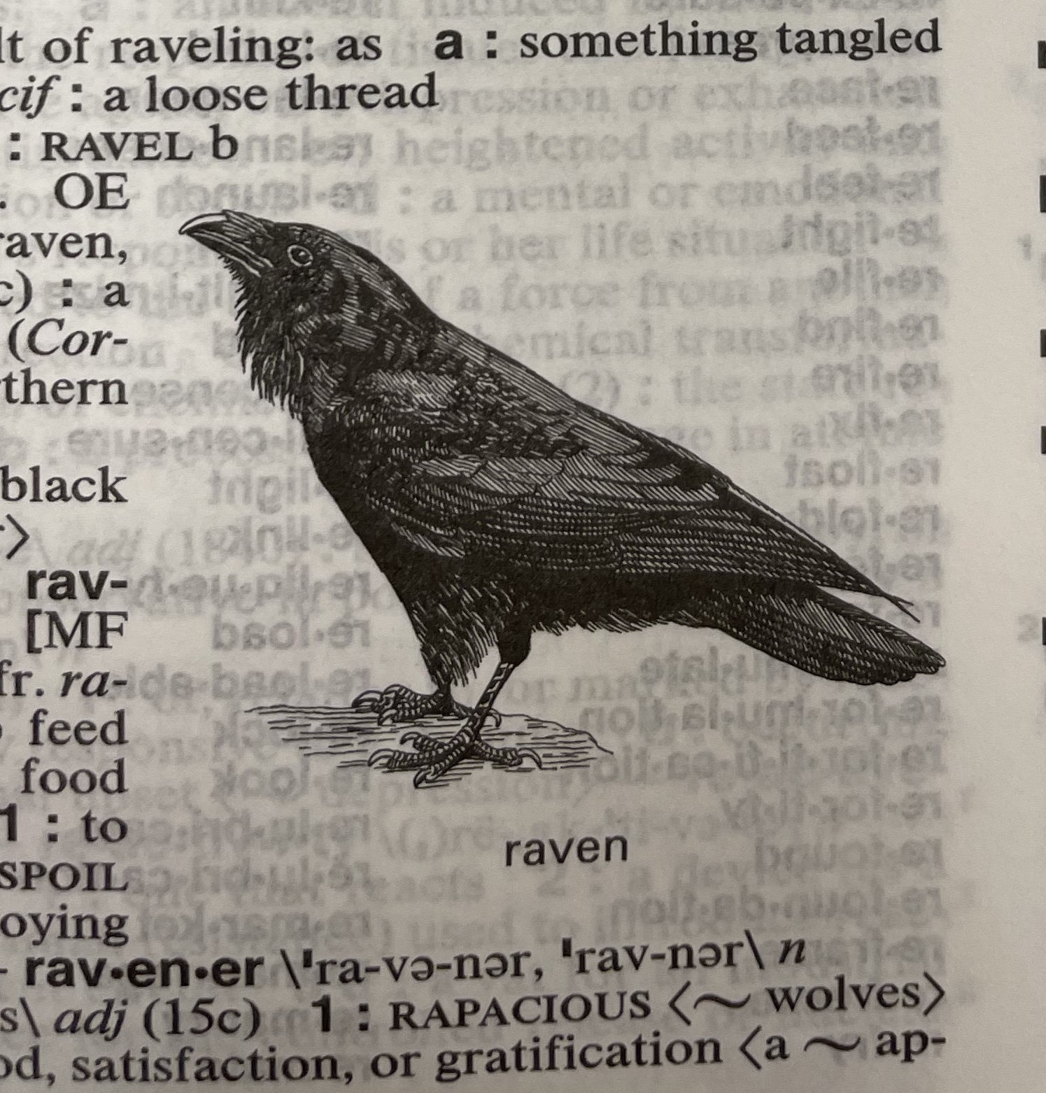 Dictionary illustration