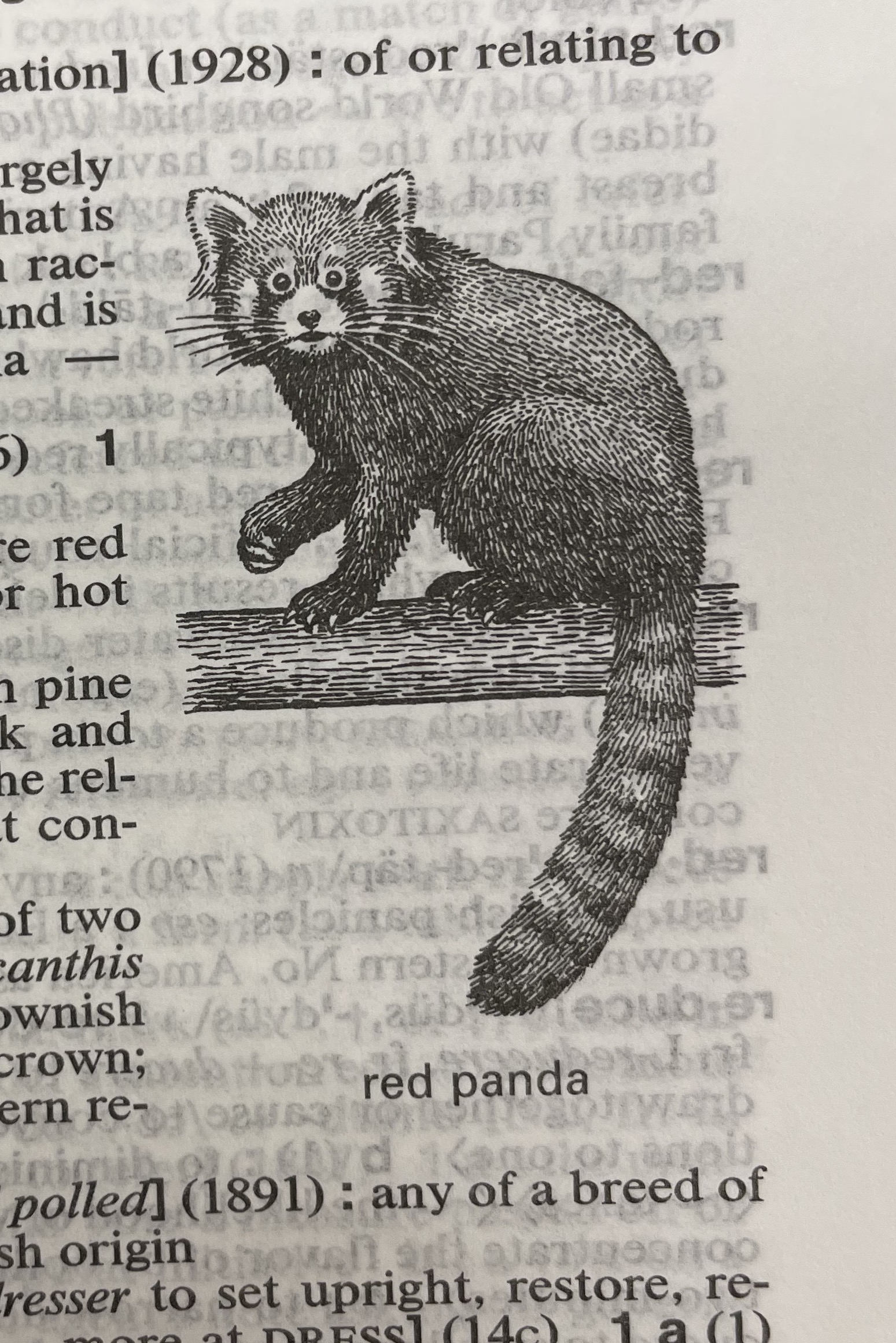 Dictionary illustration